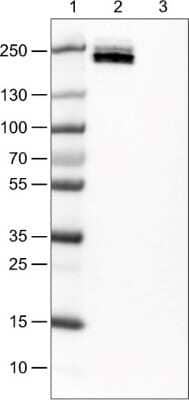 Western Blot: CD45 Antibody (CL0159) [NBP2-52868] - Western Blot analysis using CD45 antibody (CL0159) [NBP2-52868]. Lane 1: Marker [kDa], Lane 2: Human tonsil tissue lysate. Observed molecular weight ~200 kDa.