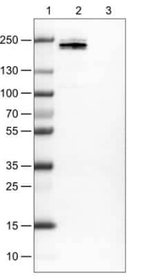 <b>Orthogonal Strategies Validation. </b>Western Blot: CD45 Antibody (CL0160) [NBP2-14783] - Western Blot analysis using CD45 antibody (CL0160) [NBP2-14783]. Lane 1: Marker [kDa]. Lane 2: Human cell line Jurkat. Lane 3: Human cell line MCF-7. Observed molecular weight ~230 kDa.