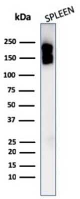 Western Blot: CD45 Antibody (PTPRC/1975R) [NBP3-07167] - Western Blot Analysis of Human spleen tissue lysate using CD45 Rabbit Recombinant Monoclonal Antibody (PTPRC/1975R).
