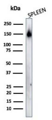 Western Blot: CD45RA Antibody (158-4D3) - Azide and BSA Free [NBP2-33144] - Western Blot Analysis of human spleen tissue lysates using CD45RA Antibody (158-4D3).