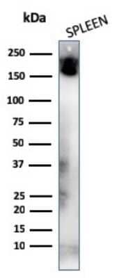 Western Blot: CD45RA Antibody (K4B5) - Azide and BSA Free [NBP3-08901] - Western Blot Analysis of human Spleen tissue lysates using CD45RA Mouse Monoclonal Antibody (K4B5)