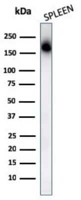 Western Blot: CD45RA Antibody (PTPRC/1131) - Azide and BSA Free [NBP2-54336] - Western Blot Analysis of human Spleen tissue lysates using CD45RA Antibody (PTPRC/1131).