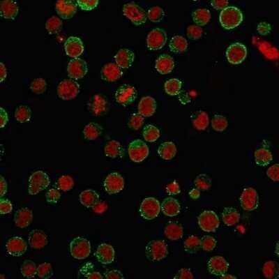 Immunocytochemistry/Immunofluorescence: CD45RA Antibody (SPM568) - Azide and BSA Free [NBP2-34802] - Immunofluorescence Analysis of PFA-fixed Jurkat cells labeling CD45RA with CD45RA Antibody (SPM568) followed by Goat anti-Mouse IgG-CF488 (Green). The nuclear counterstain is Red Dot.