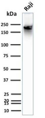 Western Blot: CD45RB Antibody (BRA-11 (same as BRA-11G)) - Azide and BSA Free [NBP2-34564] - Western Blot Analysis of human Raji cell lysate using CD45RB Antibody (BRA-11 (same as BRA-11G)).