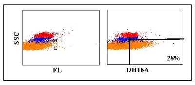 Flow Cytometry: CD45RB Antibody (DH16A) [NBP2-60914] - Obtained with canine leukocytes