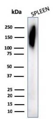 Western Blot: CD45RB Antibody (PD7/26) - Azide and BSA Free [NBP2-34708] - Western Blot Analysis of human Spleen tissue lysates using CD45RB Antibody (PD7/26).