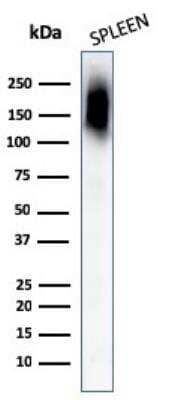 Western Blot: CD45RB Antibody (PTPRC/1132) - Azide and BSA Free [NBP2-47958] - Human Spleen tissue lysates using CD45RB Monoclonal Antibody (PTPRC/1132).