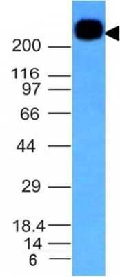 Western Blot: CD45RB Antibody (PTPRC/1132) [NBP2-44846] - Analysis of Daudi Cell Lysate using CD45RB Monoclonal Antibody (PTPRC/1132).