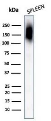 Western Blot: CD45RB Antibody (PTPRC/1132) [NBP2-44846] - Western Blot Analysis of human Spleen tissue lysates using CD45RB Antibody (PTPRC/1132).