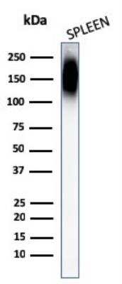 Western Blot: CD45RB Antibody (PTPRC/1147) - Azide and BSA Free [NBP2-47959] - Human Spleen tissue lysates using CD45RA Mouse Monoclonal Antibody (158-D3).