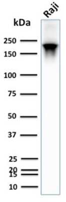 Western Blot: CD45RB Antibody (PTPRC/2877R) - Azide and BSA Free [NBP3-08924] - Western Blot Analysis of human Raji cell lysate using CD45RB Rabbit Recombinant Monoclonal Antibody (PTPRC/2877R).