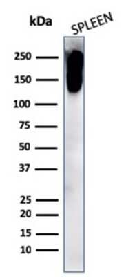 Western Blot: CD45RB Antibody (PTPRC/2877R) - Azide and BSA Free [NBP3-08924] - Western Blot Analysis of human spleen cell lysate using CD45RB Rabbit Recombinant Monoclonal Antibody (PTPRC/2877R).