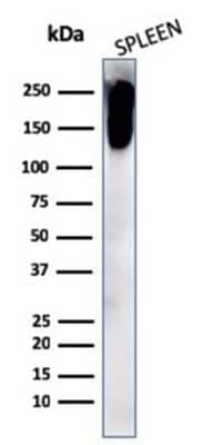 Western Blot: CD45RB Antibody (PTPRC/2877R) [NBP3-07180] - Western Blot Analysis of human spleen cell lysate using CD45RB Rabbit Recombinant Monoclonal Antibody (PTPRC/2877R).