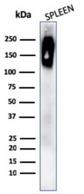 Western Blot: CD45RB Antibody (rPTPRC/1132) - Azide and BSA Free [NBP3-08909] - Western Blot Analysis of human spleen cell lysate using CD45RB Recombinant Mouse Monoclonal Antibody (rPTPRC/1132).