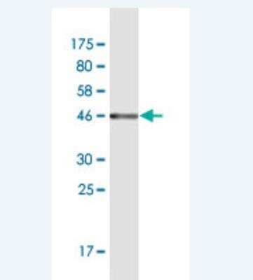 Western Blot: CD45RC Antibody (3D3) [H00005788-M12] - Detection against Immunogen (45.54 KDa) .