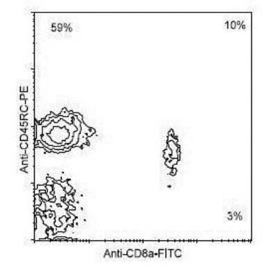 Flow Cytometry: CD45RC Antibody (C455.1F) [PE] [NBP1-28135] - Cells from BALB/c spleen were double stained with rat anti-CD45RC-R-PE and rat anti-mouse CD8a-FITC (Clone 53-6.7), following which small lymphocytes were gated and analyzed on a Flow cytometer