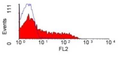 Flow Cytometry: CD45RC Antibody (OX22) [NB120-6406] - Analysis using the Biotin conjugate of NB120-6406. Staining of rat splenocytes.
