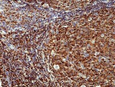 Immunohistochemistry-Paraffin: CD45RC Antibody (RM291) [NBP2-61512] - Immunohistochemical staining of formalin fixed and paraffin embedded human tonsil tissue sections using NBP2-61512 at a 1:400 dilution.