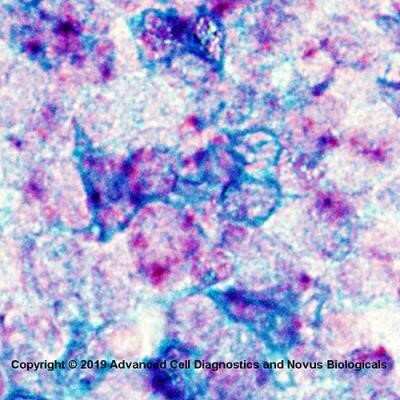 Dual RNAscope ISH-IHC: CD45RO Antibody (UCHL-1) - Azide and BSA Free [NBP2-33104] - Formalin-fixed paraffin-embedded tissue sections of human tonsil were probed for CD45 mRNA (ACD RNAScope probe, catalog # 601991; Fast Red chromogen, ACD catalog # 322500) followed by immunohistochemistry using mouse monoclonal  (Novus catalog # NBP2-29631) at 5ug/mL for 1 hour at room temperature and detection with anti-mouse IgG VisUCyte HRP Polymer Antibody (R&D Systems Catalog # VC001) and  green HRP chromogen (ACD Catalog # 322500).