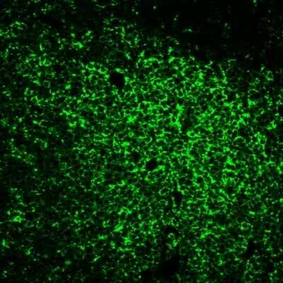 Immunocytochemistry/Immunofluorescence: CD45RO Antibody (UCHL-1) - Azide and BSA Free [NBP2-33104] - Immunofluorescence Analysis of human tonsil FFPE section stained with CD45RO antibody (UCHL-1)and goat anti-mouse HRP, detected using CF488A tyramide in Tyramide Amplification Buffer Plus.