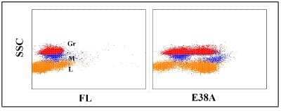 Flow Cytometry: CD45RO predicted Antibody (E38A) [NBP2-61098] - Obtained with equine leukocytes