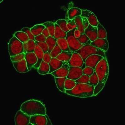 Immunocytochemistry/Immunofluorescence: CD47 Antibody (IAP/964 + B6H12.2) - Azide and BSA Free [NBP2-47812] - Immunofluorescence Analysis of PFA-fixed MCF-7 cells. CD47 Antibody (IAP/964 + B6H12.2) followed by goat anti-Mouse IgG-CF488 (Green). Nuclei are stained with Red Dot.