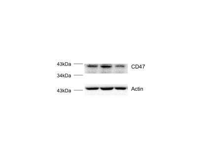 Western Blot: CD47 Antibody [H00000961-B02P] - analysis of CD47 in human breast cancer cell lines using anti-CD47 antibody. Image from verified customer review.