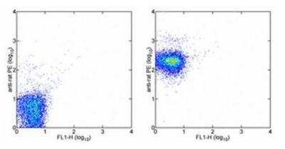 Flow Cytometry: CD47 Antibody (miap301) [NBP1-43407] - Staining of BALB/c splenocytes.