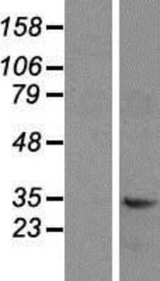 Western Blot CD47 Overexpression Lysate