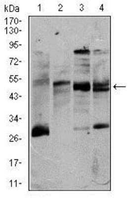 Western Blot: CD5 Antibody (6A11) [NBP2-37461] - Western blot analysis using CD5 mouse mAb against K562 (1), Jurkat (2), Raji (3), and MOLT4 (4) cell lysate.