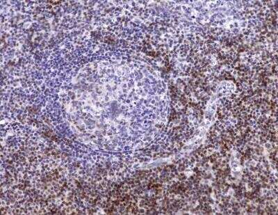 Immunohistochemistry-Paraffin: CD5 Antibody (C5/473 + CD5/54/F6) - Azide and BSA Free [NBP2-34583] - CD5 CODEX stain of human tonsil tissue. Image from verified customer review.