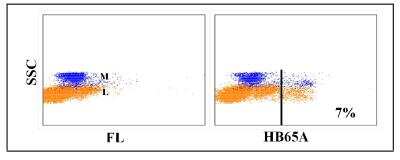 Flow Cytometry: CD5 Antibody (HB65A) [NBP2-60927] - Obtained with equine leukocytes