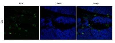 Immunofluorescence: CD52 Antibody (Campath-1H) [NBP2-75896] - Formaldehyde-fixed rat thymus slices were stained with NBP2-75896 at 5 ug/ml and detected with a FITC-conjugated secondary antibody.