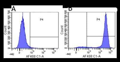 Flow Cytometry: CD52 Antibody (YTH 34.5-G2b (Campath-1G)) [NBP2-52704] - Flow-cytometry using the anti-CD52 research biosimilar antibody Campath-1G (YTH 34.5-G2b) Human lymphocytes were stained with an isotype control (panel A) or the rabbit-chimeric version of Campath-1G / YTH 34.5-G2b (panel B) at a concentration of 0.25 ug/ml for 30 mins at RT. After washing, bound antibody was detected using a AF488 conjugated donkey anti-rabbit antibody and cells analysed on a FACSCanto flow-cytometer.