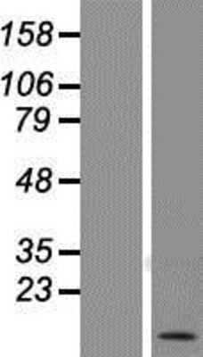 Western Blot: CD52 Overexpression Lysate (Adult Normal) [NBP2-08175] Left-Empty vector transfected control cell lysate (HEK293 cell lysate); Right -Over-expression Lysate for CD52.