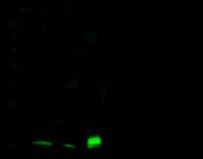 Western Blot: CD53 Antibody (004) [NBP2-90697] - Anti-CD53 rabbit monoclonal antibody at 1:500 dilutionLane A: Raji Whole Cell LysateLane B: Jurkat Whole Cell LysateLane C: 293T Whole Cell LysateLysates/proteins at 30 ug per lane.SecondaryGoat Anti-Rabbit IgG H&L (Dylight800) at 1/10000 dilution.Developed using the Odyssey technique.Performed under reducing conditions.Predicted band size:24 kDaObserved band size:15 kDa