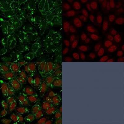 Immunocytochemistry/Immunofluorescence: CD55/DAF Antibody (143-30) - Azide and BSA Free [NBP2-47964] - Immunofluorescent staining of paraformaldehyde-fixed HeLa cells with CD55/DAF Antibody (143-30) followed by goat anti-Mouse IgG-CF488 (Green). Nuclei are stained with Red Dot.