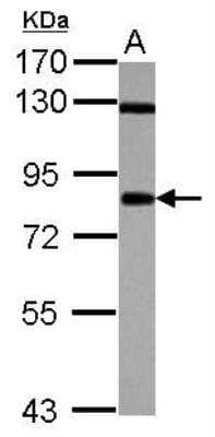 Western Blot: CD55/DAF Antibody [NBP2-15813] - Sample (30 ug of whole cell lysate) A: K562 7. 5% SDS PAGE gel, diluted at 1:3000.