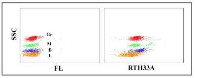 Flow Cytometry: CD58/LFA-3 Antibody (RTH33A) [NBP2-60930] - Obtained with rabbit leukocytes