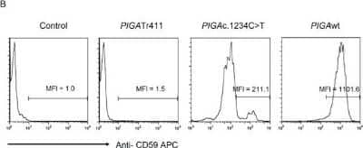 Flow Cytometry: CD59 Antibody (MEM-43/5) [Allophycocyanin] [NB500-400APC] - Generation of PIGAc.1234C>T mutation using the PiggyBac transposon system. Representative FACS analysis CD59 expression in TF1PIGAnull cells transfected with PB-PIGAwt, PB-PIGAc.1234C>T or PB-PIGAtr411. Transfected TF1PIGAnull cells were stained with an APC-conjugated CD59 antibody to assess PIGA gene expression. Non-transfected TF1PIGAnull cells were used as a control. MFI represents mean fluorescence intensity. Image collected and cropped by CiteAb from the following publication (//dx.plos.org/10.1371/journal.pone.0174074), licensed under a CC-BY license.