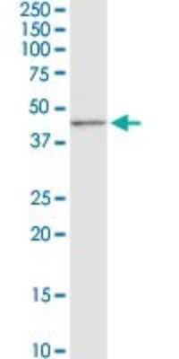 Western Blot: CD5L Antibody [H00000922-D01P] - Analysis of CD5L expression in HepG2.