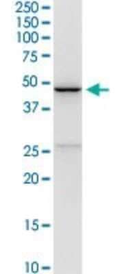 Western Blot: CD5L Antibody [H00000922-D01P] - Analysis of CD5L expression in NIH/3T3.