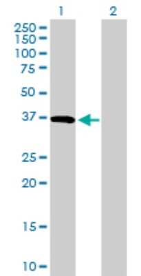 Western Blot: CD5L Antibody [H00000922-D01P] - Analysis of CD5L expression in transfected 293T cell line by CD5L polyclonal antibody.Lane 1: CD5L transfected lysate(38.10 KDa).Lane 2: Non-transfected lysate.