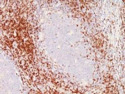 Immunohistochemistry-Paraffin: CD6 Antibody (SPM547) - Azide and BSA Free [NBP2-34789] - Formalin-fixed paraffin-embedded human tonsil stained with CD6 Monoclonal antibody (SPM547).
