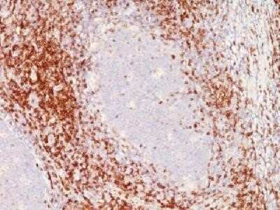 Immunohistochemistry-Paraffin: CD6 Antibody (SPM547) - IHC-Prediluted [NBP2-44555] - Formalin-fixed paraffin-embedded human tonsil stained with CD6 Monoclonal antibody (SPM547).