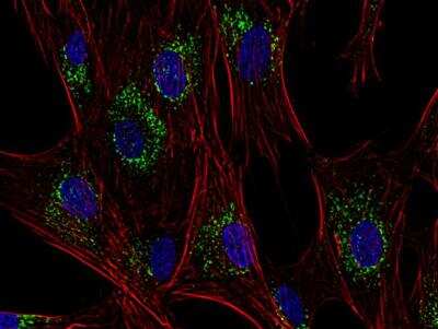 Immunocytochemistry/Immunofluorescence: CD63 Antibody (MEM-259) [FITC] [NB500-483] - Human primary fibroblasts using anti-CD63 (MEM-259; green). Actin cytoskeleton was decorated by phalloidin (red) and cell nuclei stained with DAPI (blue). 