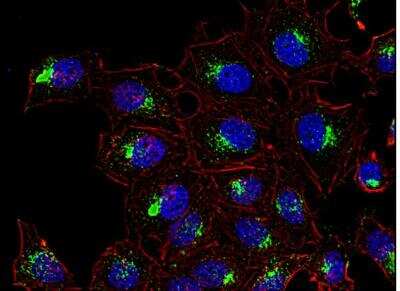 Immunocytochemistry/Immunofluorescence: CD63 Antibody (MEM-259) [FITC] [NB500-483] - Human HeLa cell line using anti-CD63 (MEM-259; green). Actin cytoskeleton was decorated by phalloidin (red) and cell nuclei stained with DAPI (blue). 