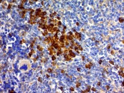 Immunohistochemistry-Paraffin: CD63 Antibody (MX-49.129.5) - IHC-Prediluted [NBP2-44808] - Formalin-fixed, paraffin-embedded Mouse spleen stained with CD63 Antibody (MX-49.129.5)