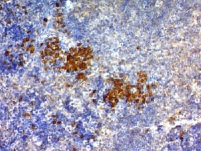 Immunohistochemistry-Paraffin: CD63 Antibody (NKI/C3) - Azide and BSA Free [NBP2-34694] - Formalin-fixed paraffin-embedded mouse spleen stained with CD63 Monoclonal Antibody (NKI/C3) (DAB Chromogen)