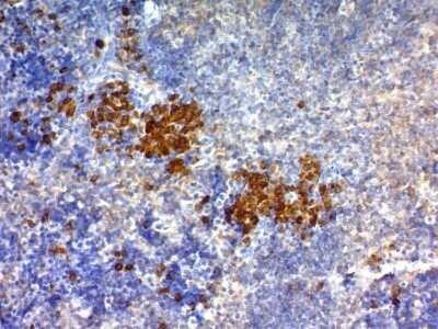 Immunohistochemistry-Paraffin: CD63 Antibody (NKI/C3) - IHC-Prediluted [NBP2-44806] - Formalin-fixed, paraffin-embedded Mouse Spleen stained with CD63 Antibody (NKI/C3) (DAB Chromogen)